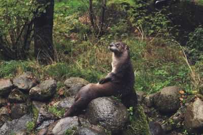 otter in the woods