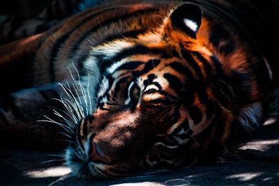 tiger laying down