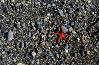 red starfish on a beach