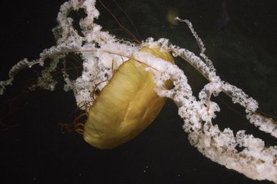 jellyfish floating in water