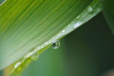 water dropping from leaf