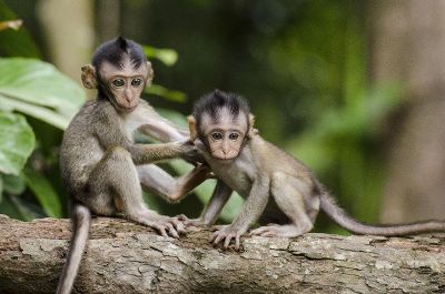 monkey babies