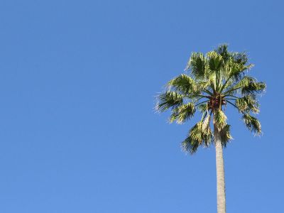 single palm tree against sky