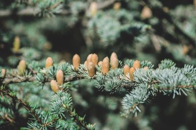 evergreen branch with small cones