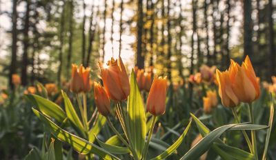 a field of tulips