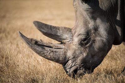 rhino in field