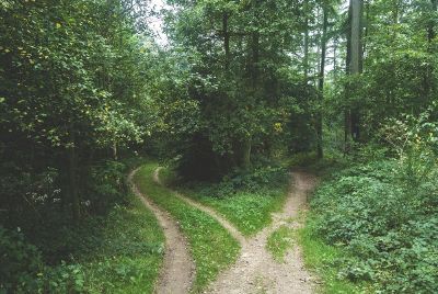 path in a forest