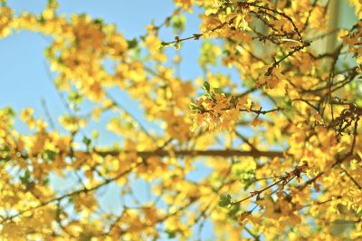 yellow flowers on tree