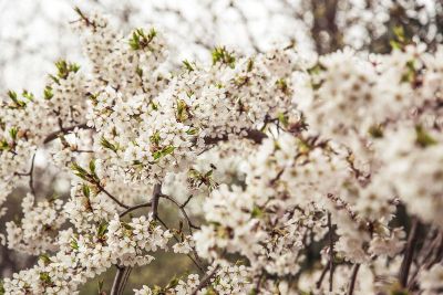 white floral plant