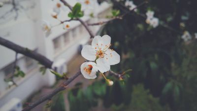 flower blossom on tree