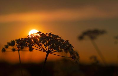 flowers silhouetted at sunset