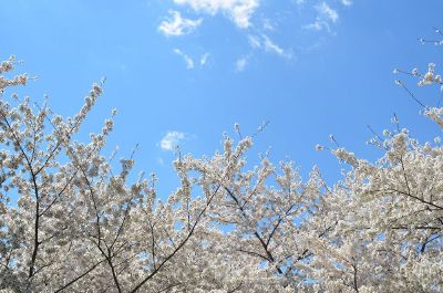 blossoms against blue sky