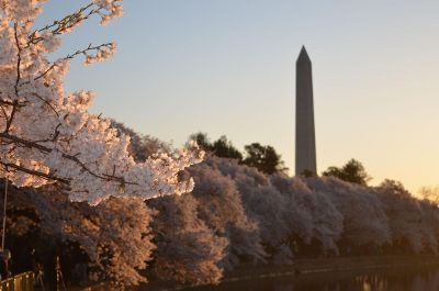 blooming trees with monument