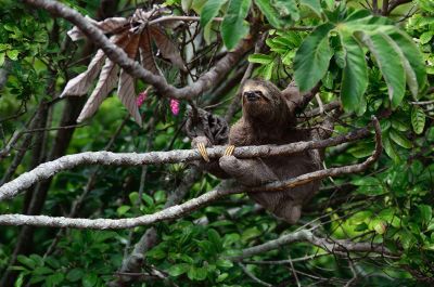 sloth in tree