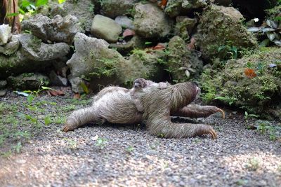 mother and baby sloth