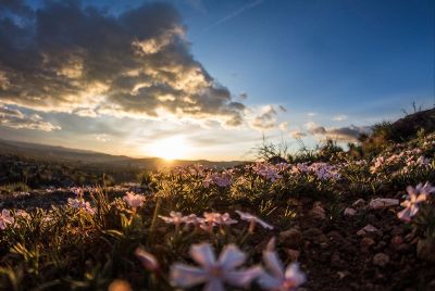 flowers at sunrise