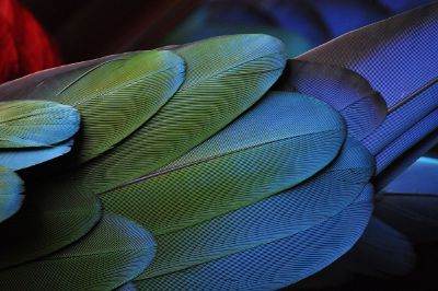 blue feathers