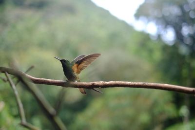hummingbird on limb