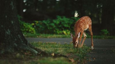 fawn grazing near forest