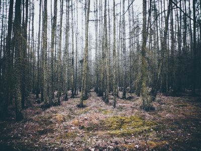 solitude in the woods