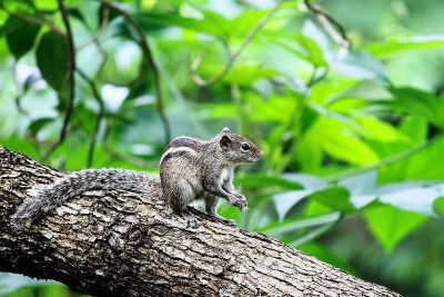 squirrel on a log