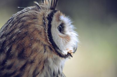 owl looking about nature