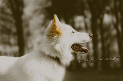 dog on a leash