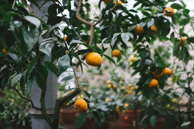 orange trees