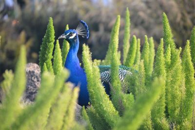 blue bird with feathers on head