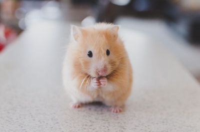 hamster praying