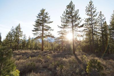 forest landscape