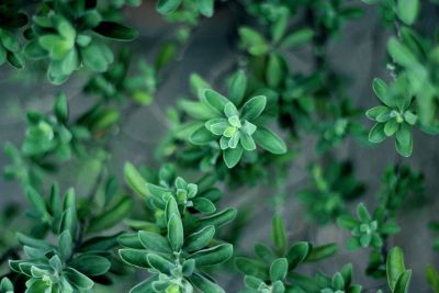 multiple green plants