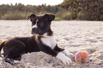 dog on a beach