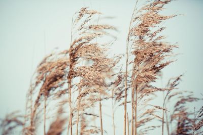 crops blowing in the wind