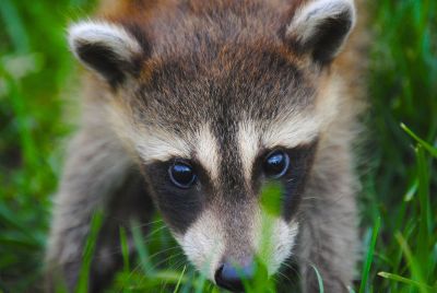 a raccoon