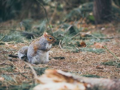 squirrel sitting outside