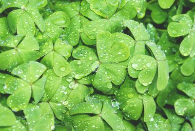 dewdrops on clover leaves