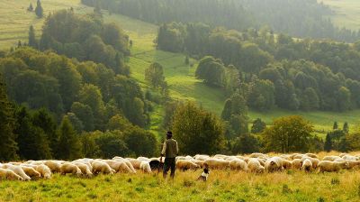 sheeps in a field