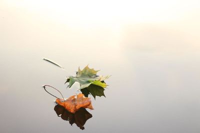 tree leaves in the water