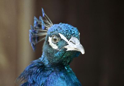 blue peacock