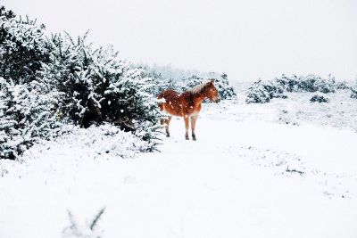 horse in a snowy day