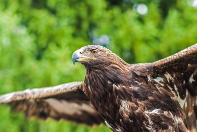 hawk in flight