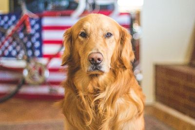 golden retriever of the usa