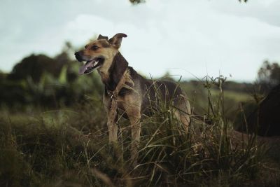 dog standing in field