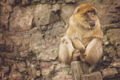 monkey on tree stump