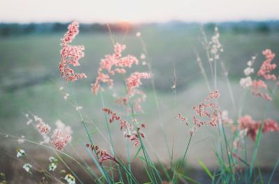 meadow flower