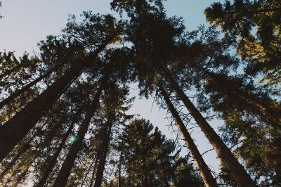 tops of trees