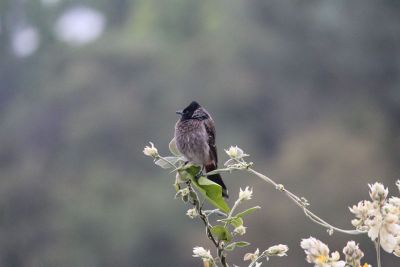 beautiful bird standing on the flower
