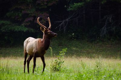 elk in the wild