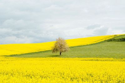 a solitary tree in a field